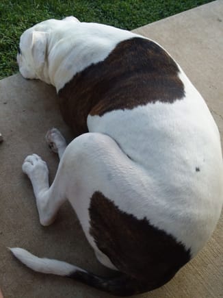 She's a big ol luvin porch dog !