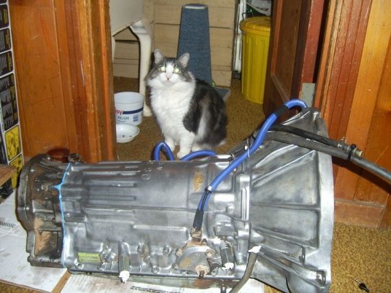 And the cat approves lol