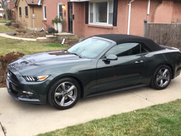 Mustang on its first day in its forever home.