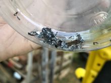 What I pulled out of the starter