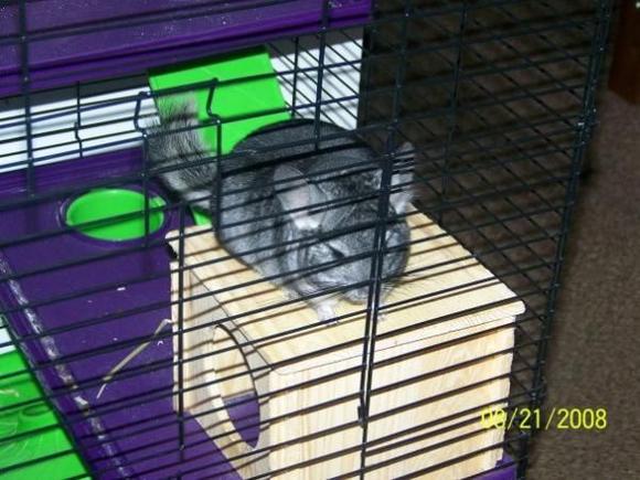 chinchilla 2