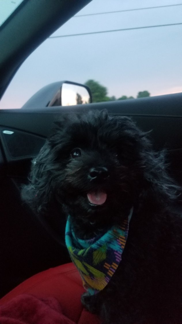 Dog in Vette Page 5 CorvetteForum Chevrolet Corvette Forum Discussion