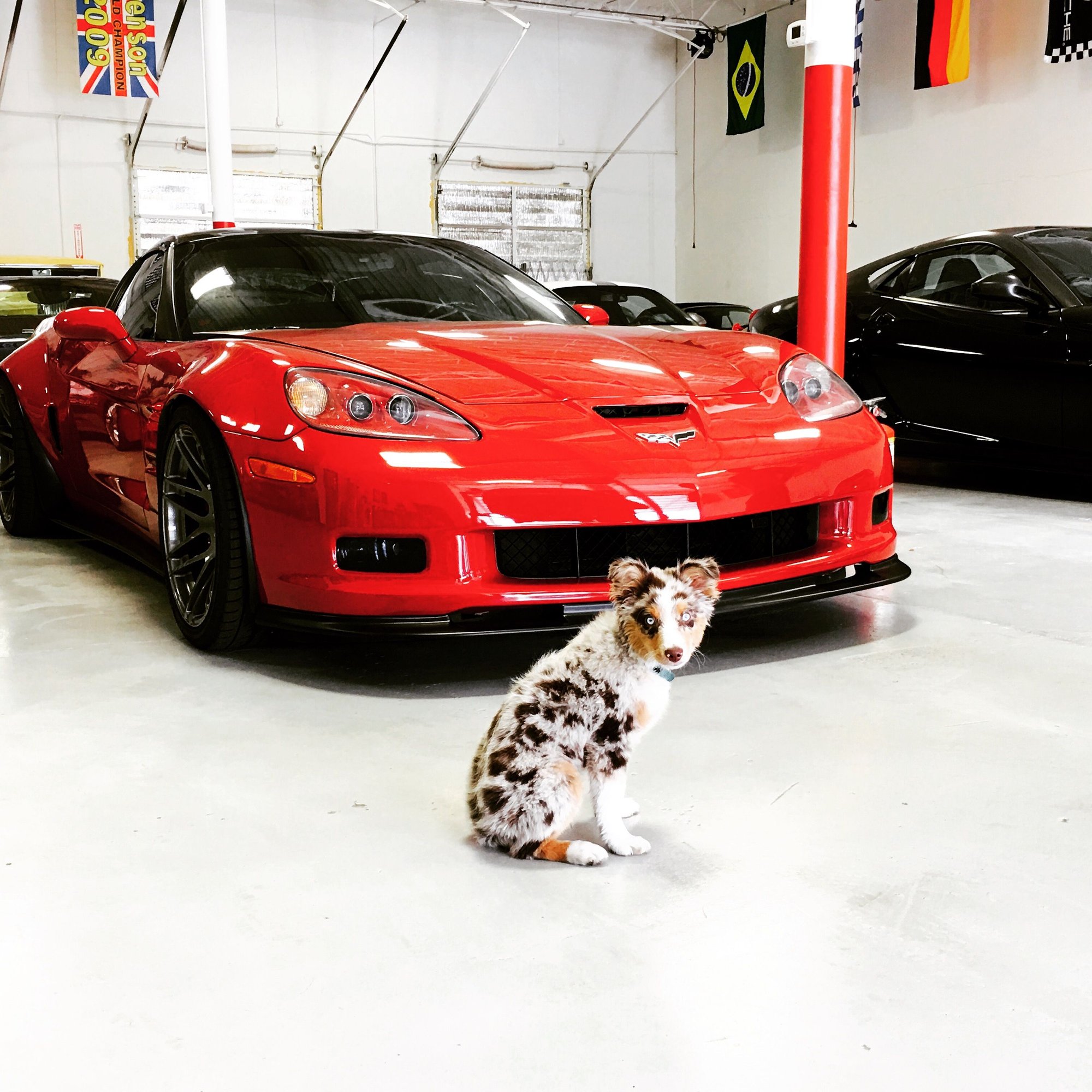 Your dog and your car. Page 13 CorvetteForum Chevrolet Corvette Forum Discussion