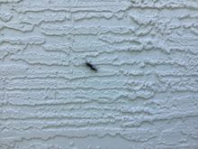 Car will stay inside until these critters are gone. Those who’ve dealt with “Love Bugs” will understand! Should be all clear by the end of May.