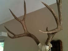Public land, self guided Boone and Crockett gross scored 172 4/8 Wyoming Mule Deer