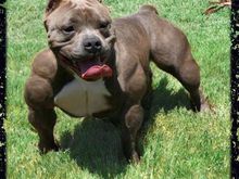 american bully