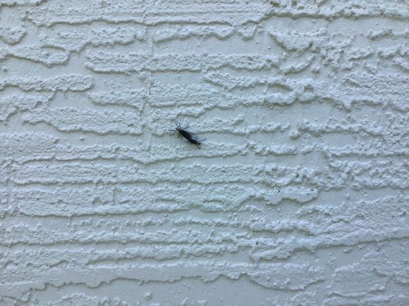 Car will stay inside until these critters are gone. Those who’ve dealt with “Love Bugs” will understand! Should be all clear by the end of May.