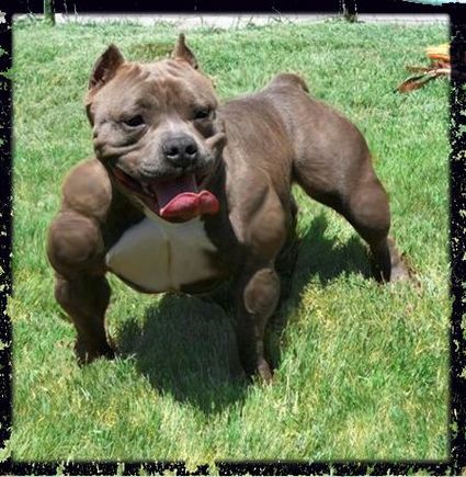 american bully