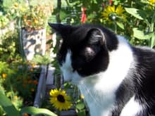 Marbles in garden