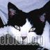 6645Kitty low res