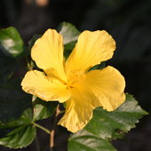 Hibiscus with yellow flower.