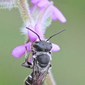 Hoplitis sp.                       Leaf-cutter Bee