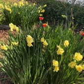 Daffodils and Tulips in Woodland Garden
