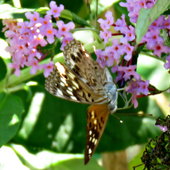 Hackberry Emperor butterfly on Buddleja