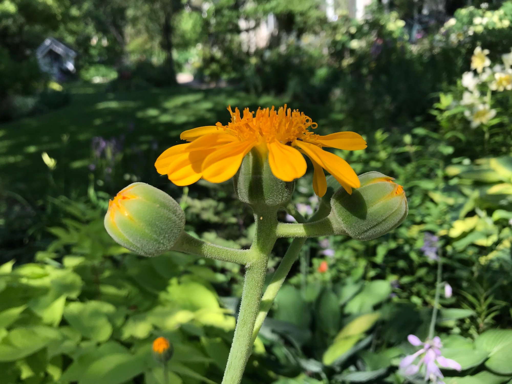 Japanese ligularia photo by bottlegreen on Garden Showcase