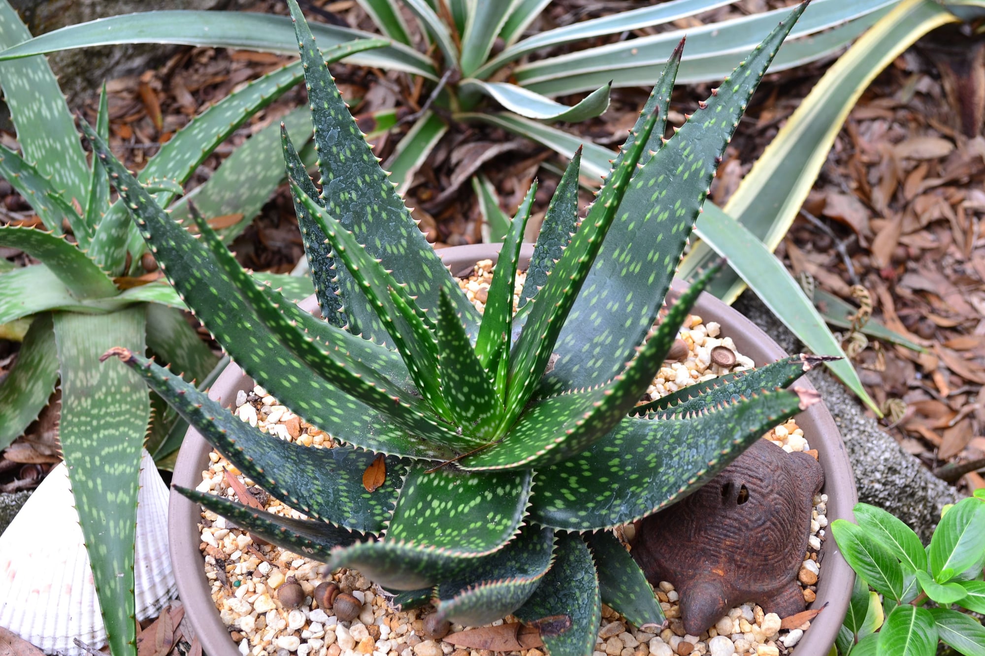 Aloe Maculata Nov Photo By Sunkissed On Garden Showcase 4438