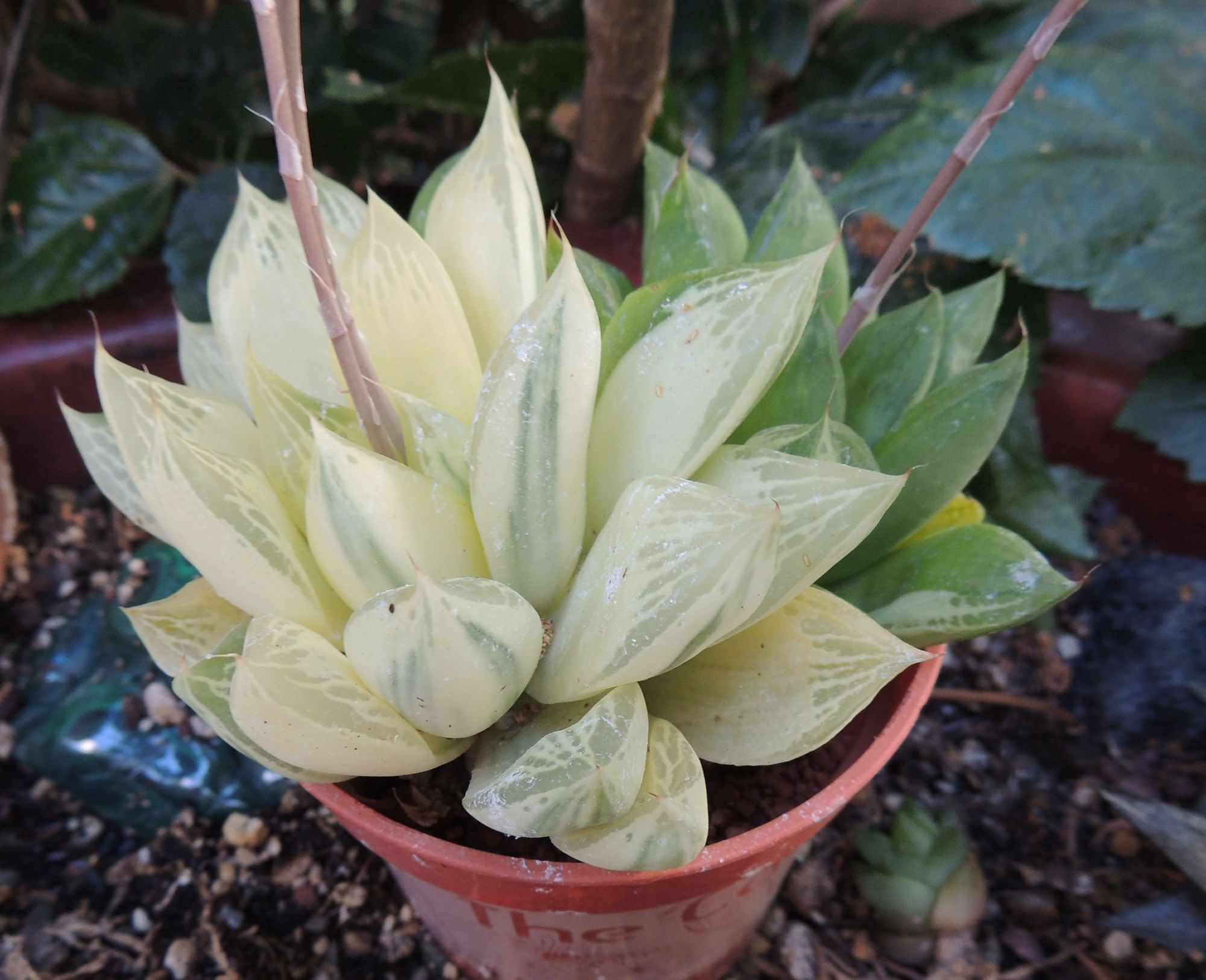 Haworthia Cuspidata Variegated Photo By Palmbob On Garden Showcase