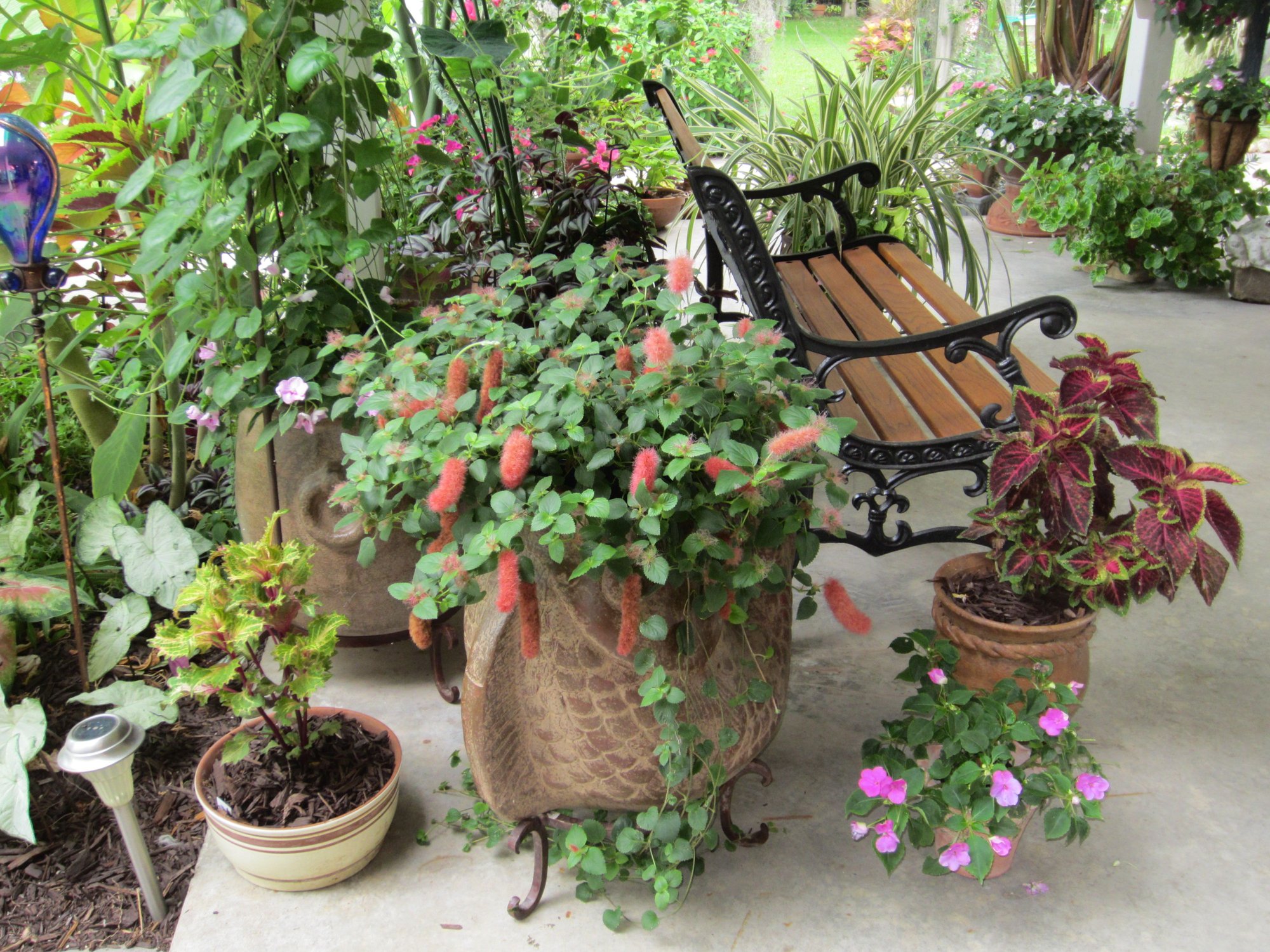 My Louisiana Garden photo by LouisianaDene on Garden Showcase