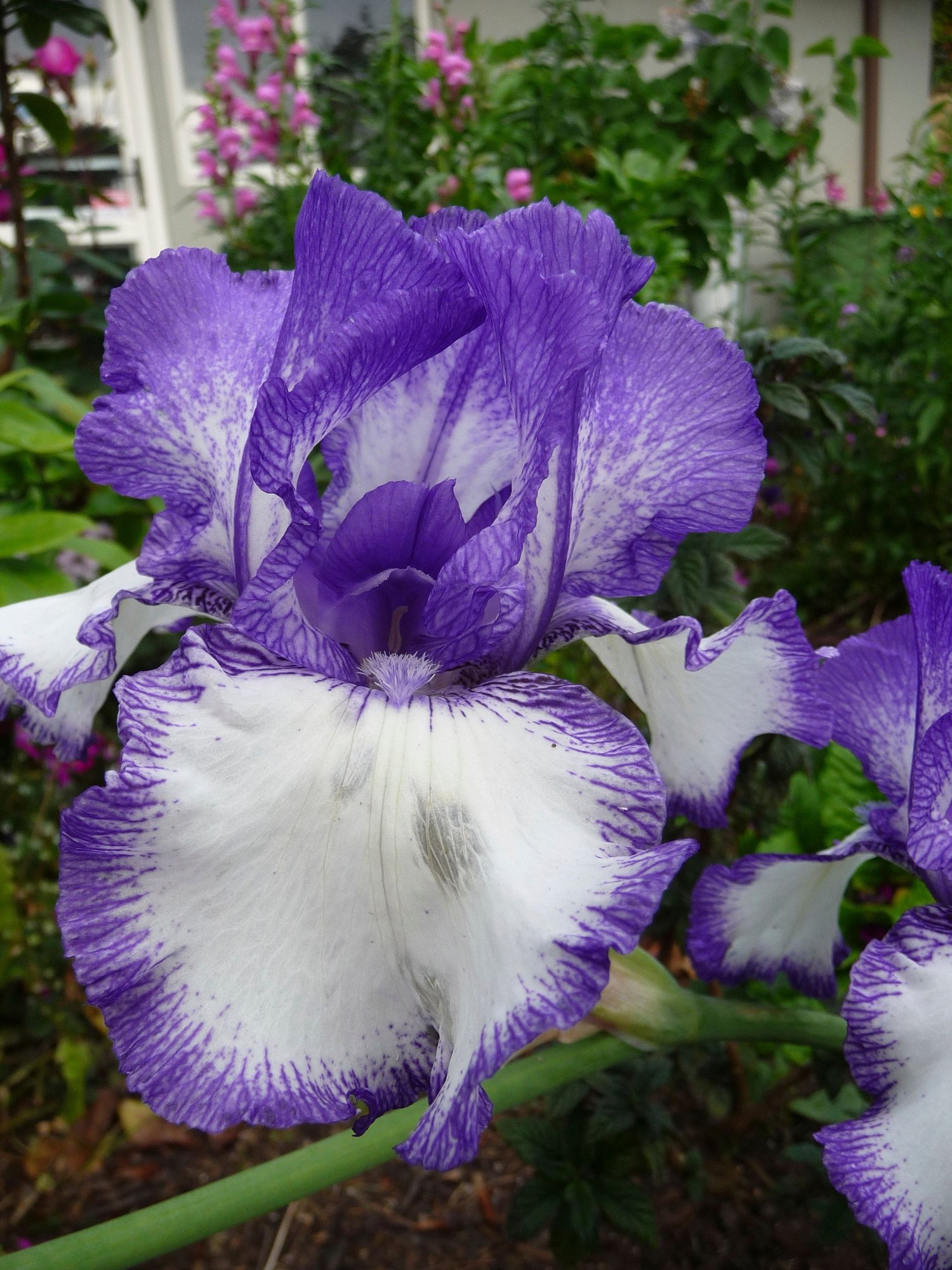 I adore scented irises. This t... photo by Bikebiddy on Garden Showcase