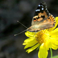 False Sunflower and Painted Lady ..