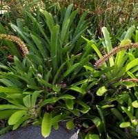 Bromeliad species