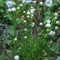 Campanula persicifolia 'La Bonne Amie' flowers in bloom in the front garden