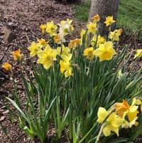 Daffodils and Turtle in Woodland Gardn