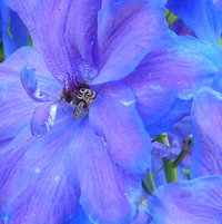 Delphinium elatum 'Blue Lace'