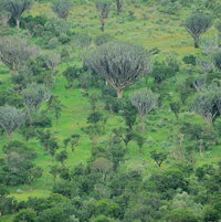 Euphorbia ingens growing in the Great Rift Valley, Africa.