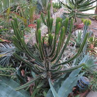 Euphorbia tetragona, one of my favorite species