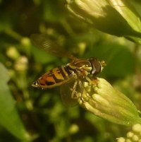 Flower Fly (Toxomerus marginatus)