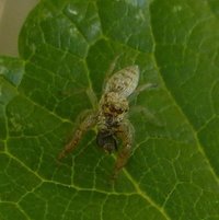 Jumping Spider (Phidippus species)