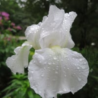 Front, iris 'Immortality after rain