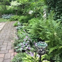 Back garden