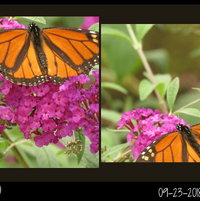 So active -- only two photos of this Monarch ..
