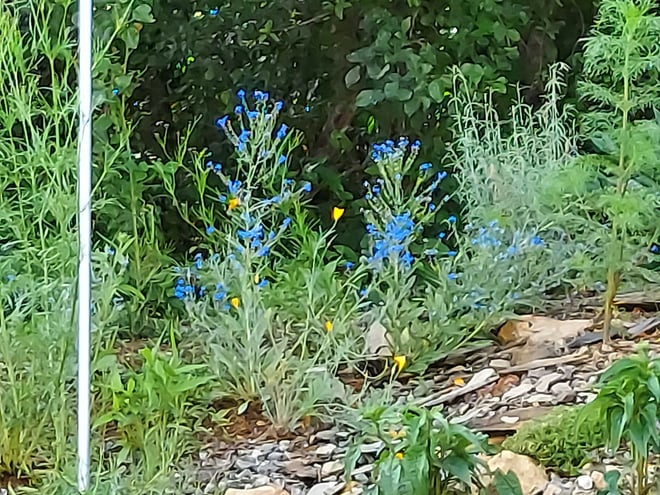 Wildflowers on talus slope garden