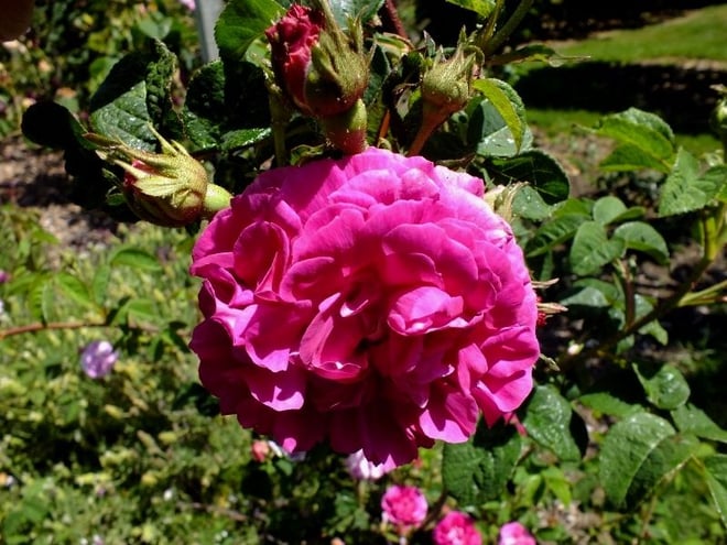 Gallica Rose 'D'Aguesseau' bred by Jean-Pierre Vibert, France 1836