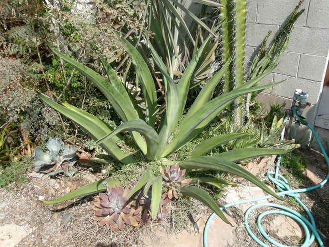 Agave vilmoriniana (now deceased, but dozens of its bulbil progeny live on).  Another one out front.  Not cold hardy.