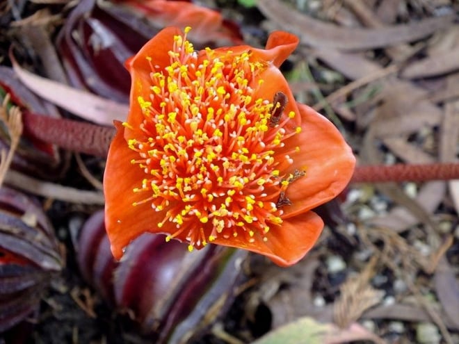 Blood Lily (Haemanthus coccineus)