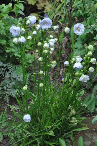 Campanula persicifolia 'La Bonne Amie' flowers in bloom in the front garden