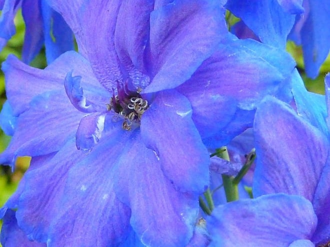 Delphinium elatum 'Blue Lace'
