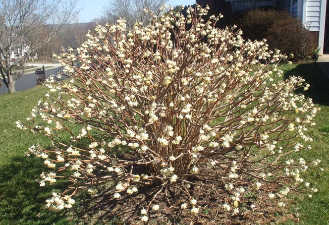 Edgeworthia shrub