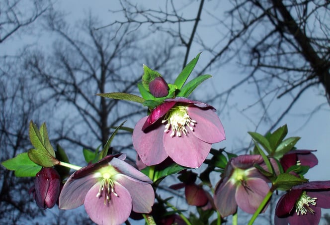 Hellebores against the sky