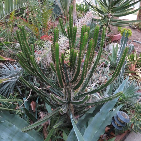 Euphorbia tetragona, one of my favorite species