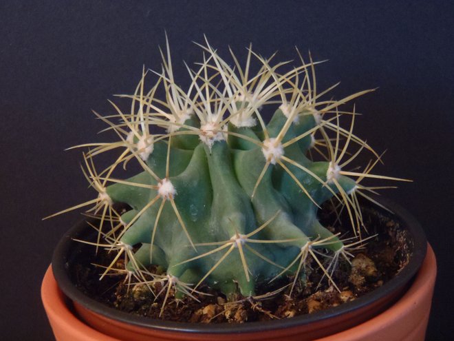 Ferocactus glaucescens (Blue B... ภาพถ่ายFerocactus glaucescens (Blue B... ภาพถ่าย  