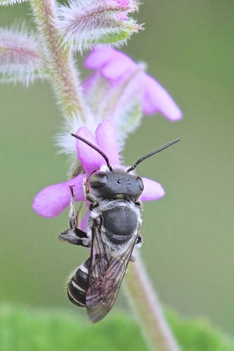 Hoplitis sp.                       Leaf-cutter Bee