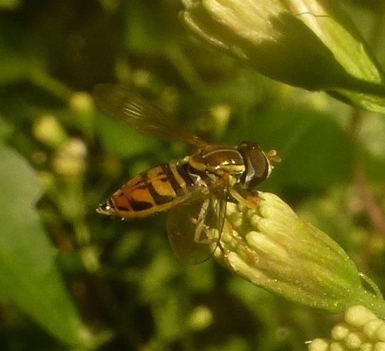 Flower Fly (Toxomerus marginatus)