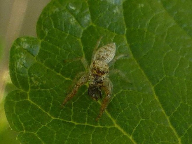 Jumping Spider (Phidippus species)