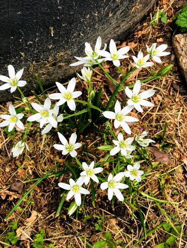 Star of Bethlehem is a natural plant that comes up in early Spring. Besides its beauty, the bulbs are edible.