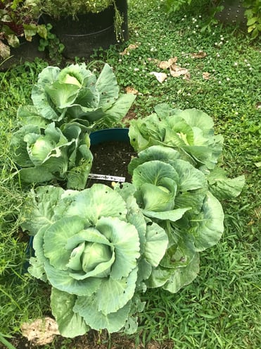 our cabbage off to a good start.